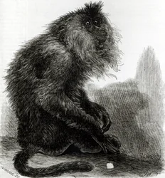 The Indian Waderoo Monkey (Silenus Veter) engraved by Pearson